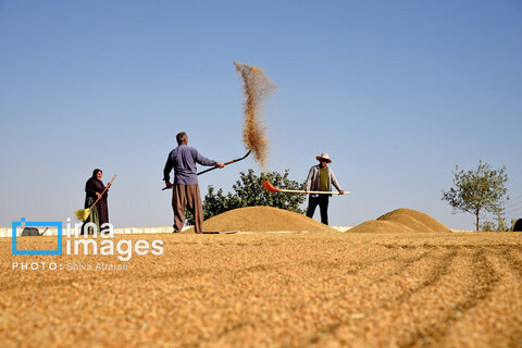 گزارش تصویری | منتخب هفته

برداشت شلتوک در «کامفیروز» فارس