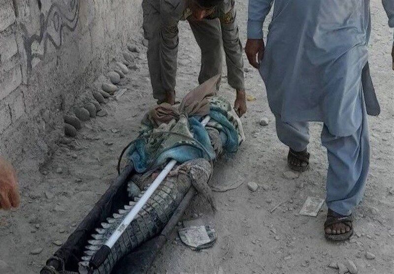 تمساح سرگردان در روستای دشتیاری زنده‌گیری شد
