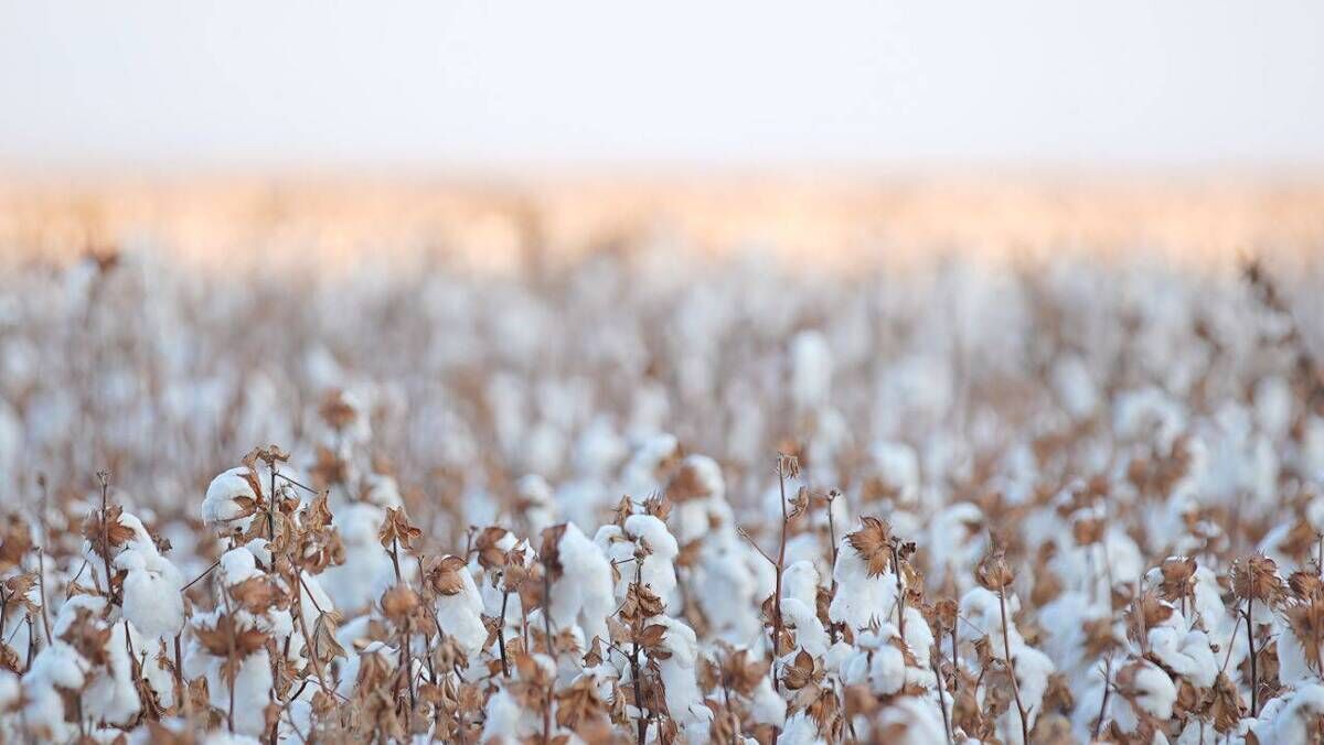 آغاز برداشت ۱۹ هزار تُن پنبه از پنبه زارهای خراسان‌شمالی