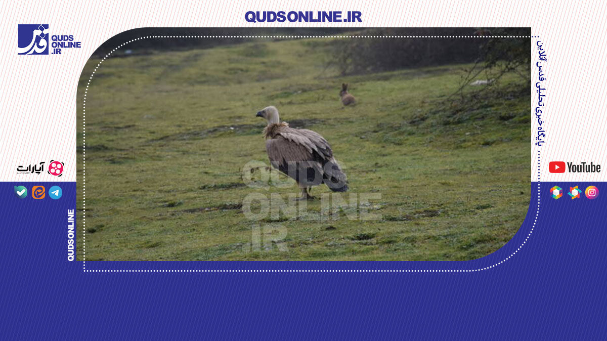 فیلم | رهاسازی کرکس در زیستگاه طبیعی پرور