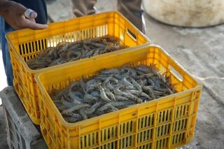 برخورد با صید غیرمجاز ماهیان خاویاری در گمیشان