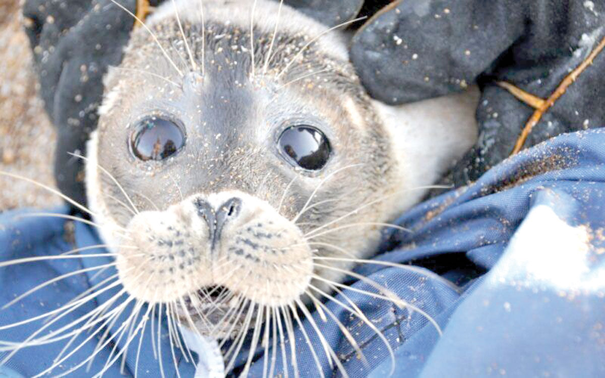 سهم ما در قتل فک‌های خزری