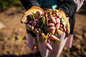 پیش‌بینی تولید ۲۵۰ تن «پسته» در باغات کرمانشاه