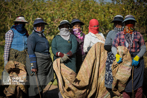 گزارش تصویری | باغ‌های پسته بینالود