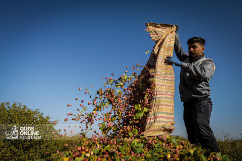 گزارش تصویری | باغ‌های پسته بینالود