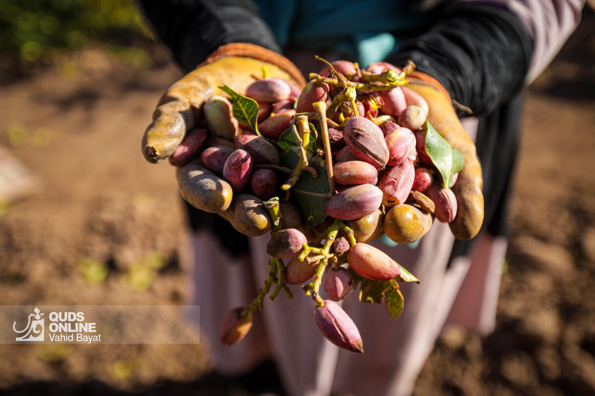 پیش‌بینی تولید ۲۵۰ تن «پسته» در باغات کرمانشاه
