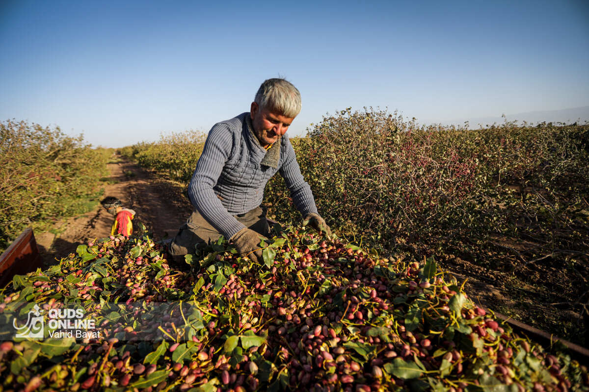 کاهش میزان تولید پسته در تربت‌حیدریه