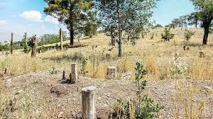 ماجرای قطع ۱۰ هزار درخت در پارک چیتگر پایتخت چه بود؟