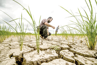 «الگوی کشت» ابلاغ شد، اجرا نشد