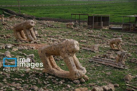 مرگ آرام شیرهای سنگی