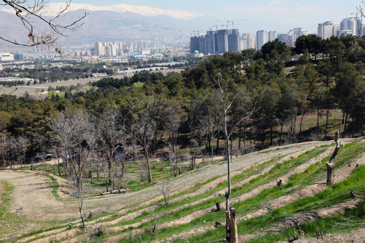 ماجرای قطع ۱۰ هزار درخت در پارک چیتگر پایتخت چه بود؟