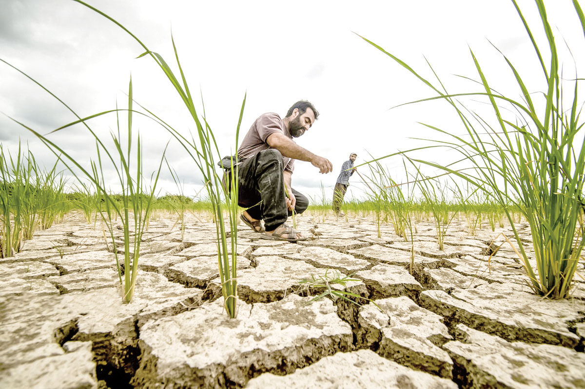 «الگوی کشت» ابلاغ شد، اجرا نشد