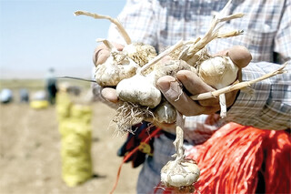 سیر همدان در انبارها خاک می‌خورد