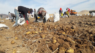 برداشت ۱۴ هزار تن سیب‌زمینی از مزارع سرولایت