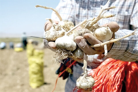 به دلیل کاهش صادرات و نبود حمایت دولت؛ سیر همدان در انبارها خاک می‌خورد