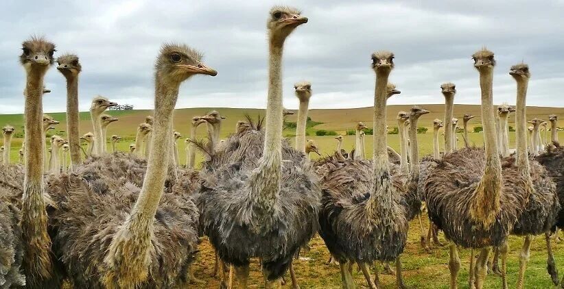 رشد سه برابری صادرات جوجه شترمرغ به افغانستان