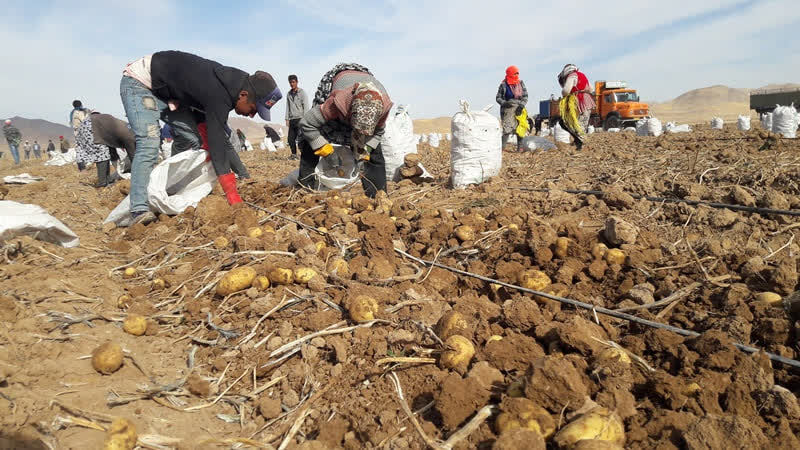 برداشت ۱۴ هزار تن سیب‌زمینی از مزارع سرولایت