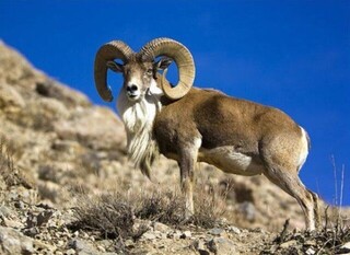 بازداشت ۳ شکارچی در پارک ملی صیدوا