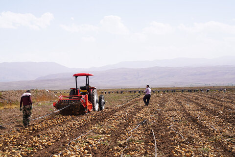 چهارمحال و بختیاری رتبه برتر کشور در تولید سیب‌زمینی بذری را کسب کرد