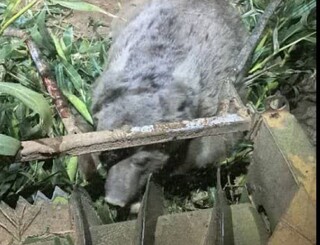 خرس قهوه‌ای در فارس تلف شد