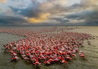 دغدغه ملی برای نجات میانکاله