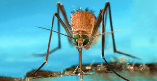 واردات مالاریا از مسیر قاچاق سوخت