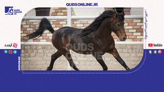 فیلم | حضور اسب‌های پونیک در برنامه صبحانه ایرانی