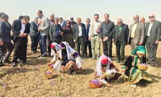 فرماندار فریمان: زعفران شهرستان با مناطق پرسابقه در تولید این محصول برابری می‌کند