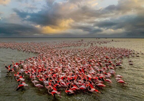 دغدغه ملی برای نجات میانکاله