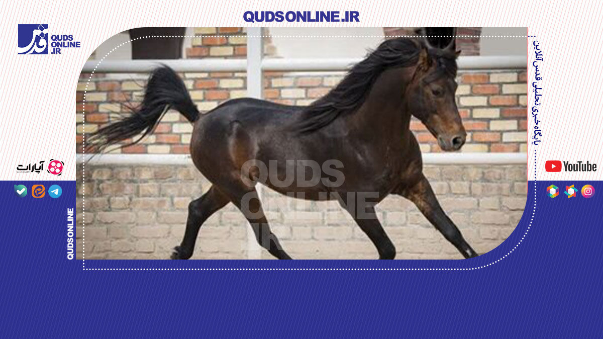 فیلم | حضور اسب‌های پونیک در برنامه صبحانه ایرانی