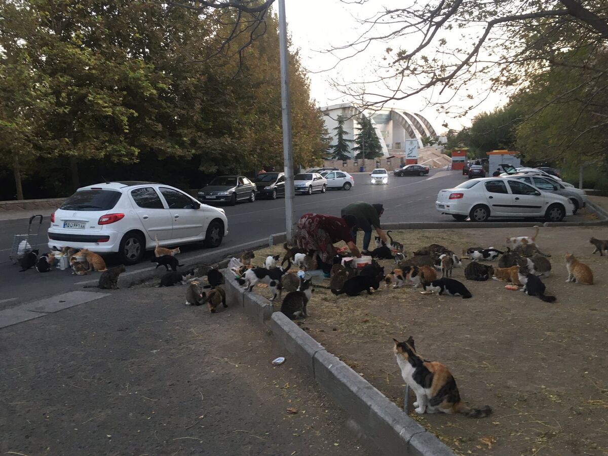 تغذیه حیوانات شهری خیانت به حیات وحش است