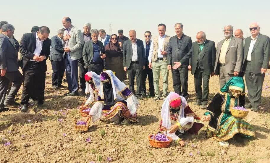 فرماندار فریمان: زعفران شهرستان با مناطق پرسابقه در تولید این محصول برابری می‌کند