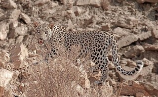 آق‌داغ خلخال؛ قلمرو پلنگ ایرانی
