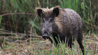 هجوم خوک‌های وحشی به مناطق روستایی طرقبه شاندیز