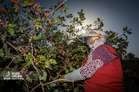 باغ‌های پسته بینالود