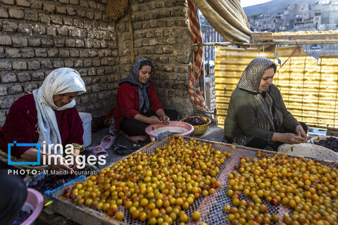 خُرو؛ پایتخت آلوی ایران