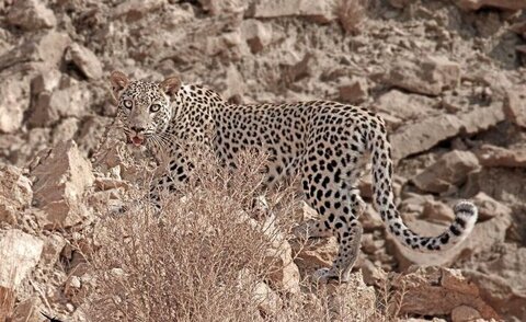 آق‌داغ خلخال؛ قلمرو پلنگ ایرانی