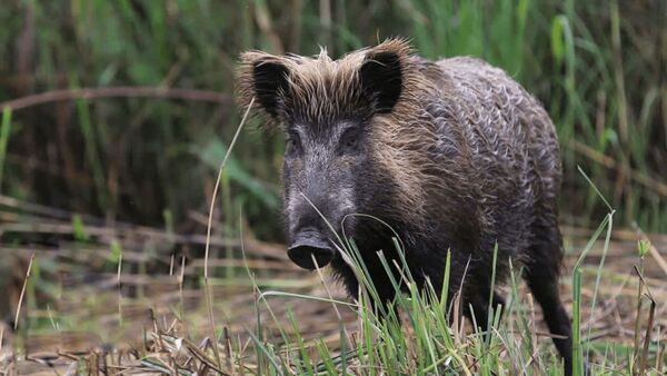 هجوم خوک‌های وحشی به مناطق روستایی طرقبه شاندیز