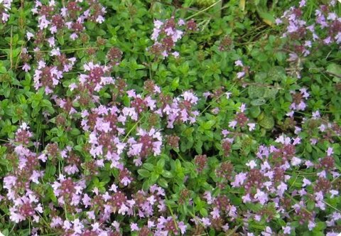 گیاهان دارویی ایلام زیر تیغ سودجویی انسانی؛ نفس زاگرس بریده شد