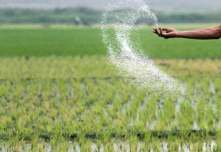 لزوم استفاده صحیح از کودهای پایه در خاک‌های آهکی خوزستان