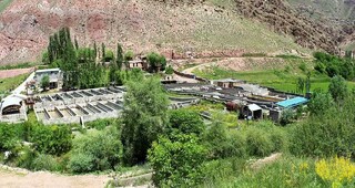 تولید ۹۰۰ تن ماهی سردآبی در شهرستان کلات