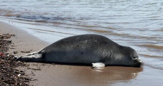 کشف لاشه ۵۴ فوک خزری در سواحل گیلان