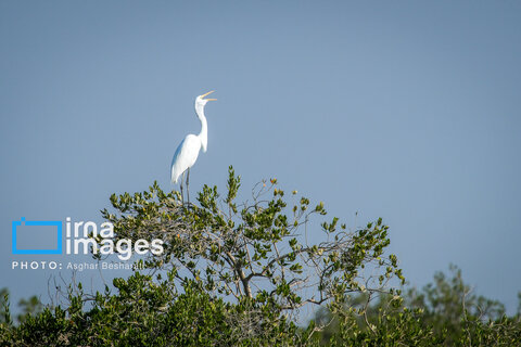 ثبت جهانی روستای «سهیلی» جزیره قشم