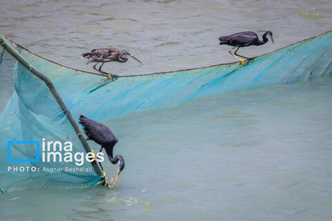 ثبت جهانی روستای «سهیلی» جزیره قشم