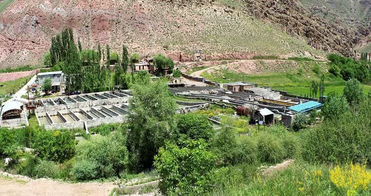 تولید ۹۰۰ تن ماهی سردآبی در شهرستان کلات