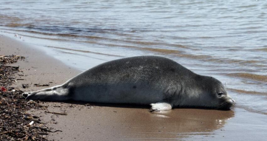 کشف لاشه ۵۴ فوک خزری در سواحل گیلان