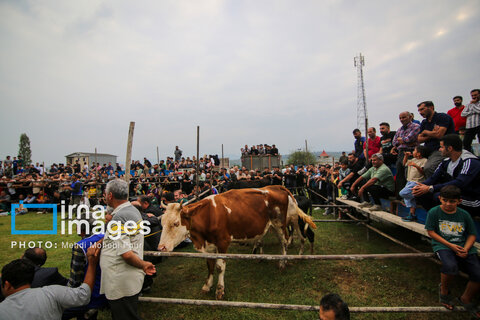 مسابقات کشتی لوچو قهرمانی کشور