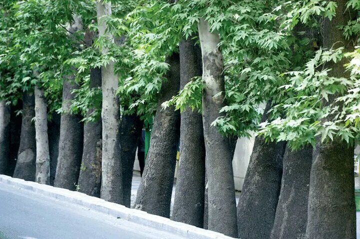 درخت چنار خیابان ۱۵ خرداد تهران برای رفع خطر سربرداری شد