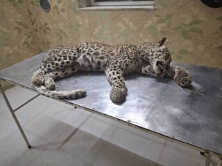 یک پلنگ جوان قربانی ورود غیرمجاز چوپان