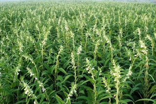 برای تولید و فروش کنجد کرمان برنامه ریزی شود